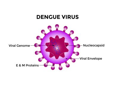 Dang virüsü. Dang virüsü (DENV) dang hummasına neden olur. Sivrisinek kaynaklı, tek bir pozitif iplikli RNA virüsü. Virion, RNA iplikleri, proteinler ve zarfları içerir..