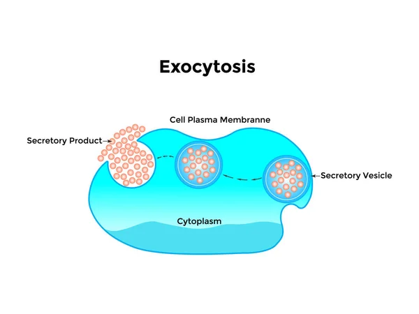 Exocytosis vesicle nakli hücre zarında çok büyük moleküller taşıyor. Vektör illüstrasyonu