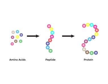 Amino Acids, Peptides ve Protein Moleküler Modellerinin Biyokimyasal Yapısı Bilimsel Tasarımı. Vektör İllüstrasyonu.