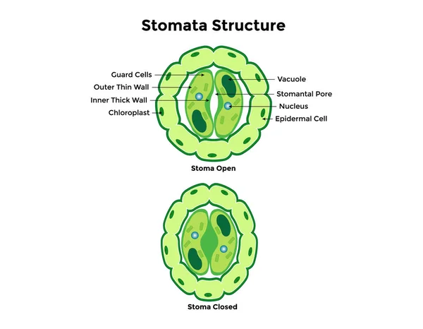 Stomata vektör illüstrasyonunu açıp kapıyor. Etiketli eğitim şeması
