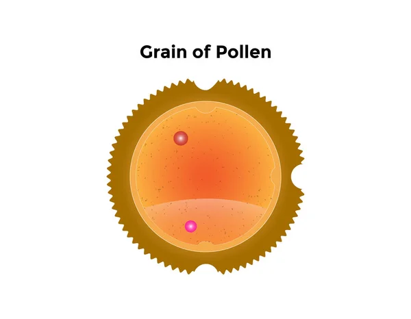 Polen Anatomisinin Bilimsel Tasarımı. Bitkilerdeki Erkek Gamet. Renkli semboller. Vektör İllüstrasyonu.