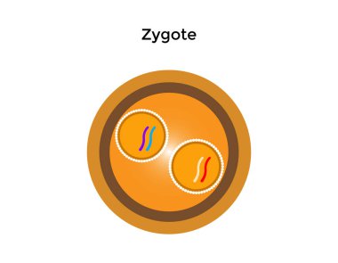 Soyut sperm ikonu, sperm ikonu ve yumurtaya doğru koşan sperm vektörü. Beyaz arka planda, yarışma konsepti