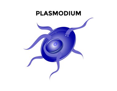 Plasmodium, intrasellular, omurgalıların parazitleri ve böcekler / organ anatomisi / mikro vektör