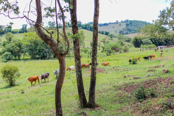 Vacas Domésticas Que Pastan Campo — Foto de Stock