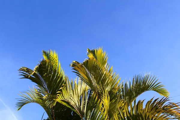 Green leaves of Palm Tree on blue sky - Sunny Winter in Brazil