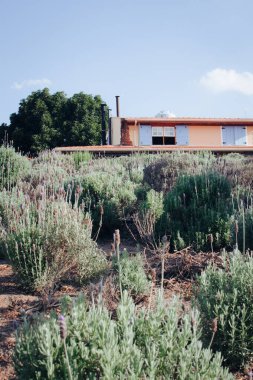 Kırsal, taş duvar ve lavanta mayfield dokusuyla klasik bir bina. Bahar, romantik konsept.