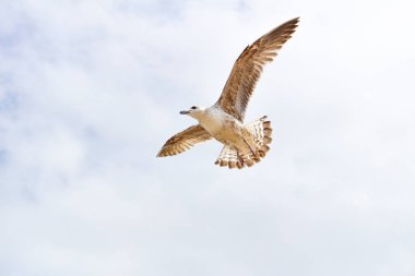 Mavi gökyüzüne doğru uçan beyaz bir martı.