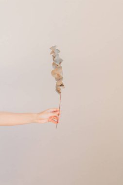 Genç kadın eli okaliptüsün kurumuş bir dalını tutuyor.. 