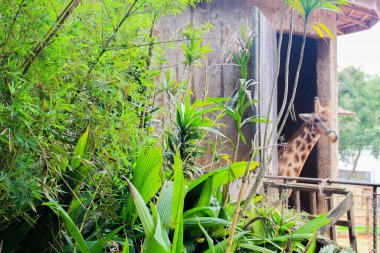 Hayvanat bahçesinde bir sürü yeşil ağaç var. 