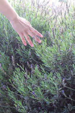 Dişi el tepelerdeki lavanta çiçeklerine dokunuyor.. 