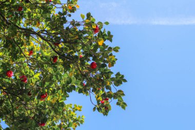 Mavi gökyüzünde meyveli yeşil ağaç manzarası