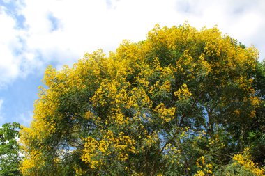 Ağaçtaki sarı çiçekler.