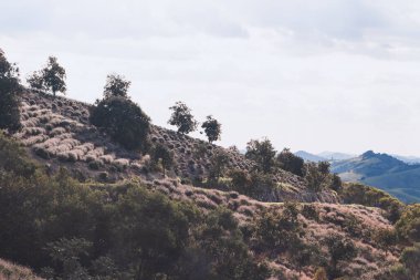 Tepelerdeki lavanta çiçekleri tarlası. Muhteşem bir manzara..