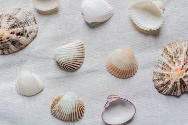 Beyaz pamuk kumaş arka planda bej deniz kabukları