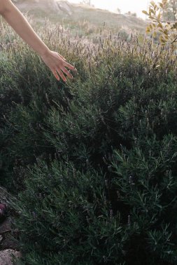 Dişi el tepelerdeki lavanta çiçeklerine dokunuyor.. 