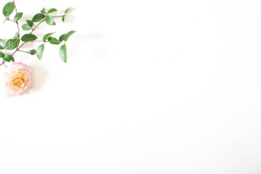 beyaz zemin üzerine beyaz gül