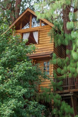 Güzel ev ağacı. Rüya evi konsepti.