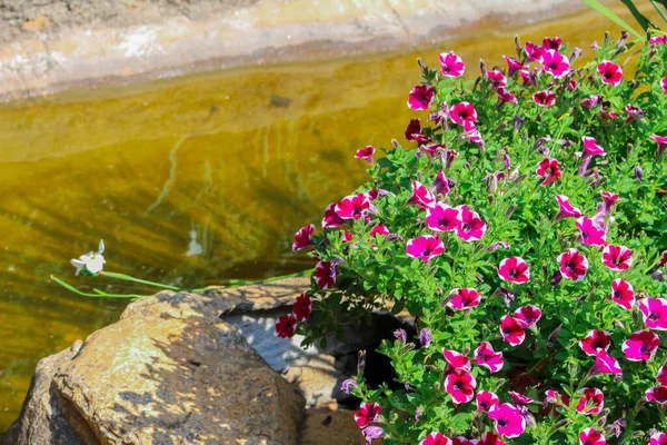湖に近いフクシアピンクの花 — ストック写真