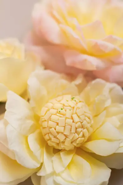 Round candy on a flower. Spring concept. Food styling.