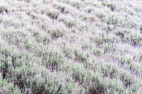Schönes Feld Mit Lavendelblüten — Stockfoto