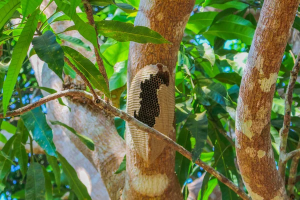 Empty Beehive Tree Trunk Amazon Forest — Stock Photo, Image