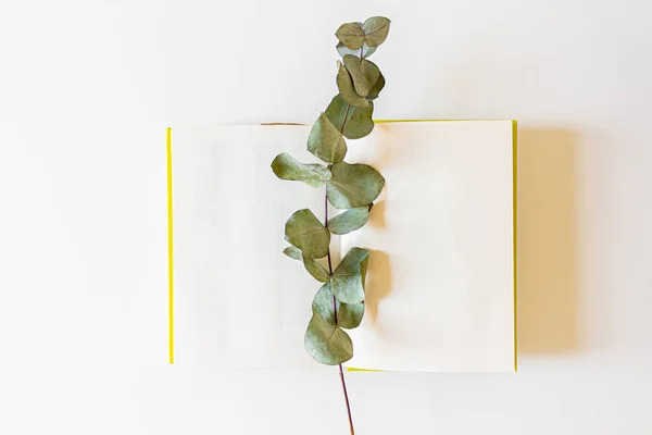Draufsicht Auf Offenes Buch Und Getrockneten Eukalyptuszweig Auf Weißem Hintergrund — Stockfoto