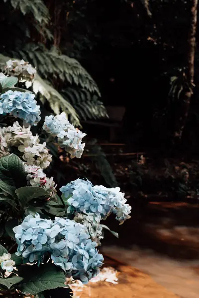 Mavi Güzel Ortanca Çiçek Bahçesi — Stok fotoğraf