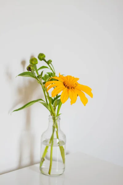 墨西哥向日葵在透明的花瓶白色背景 春季作文 — 图库照片
