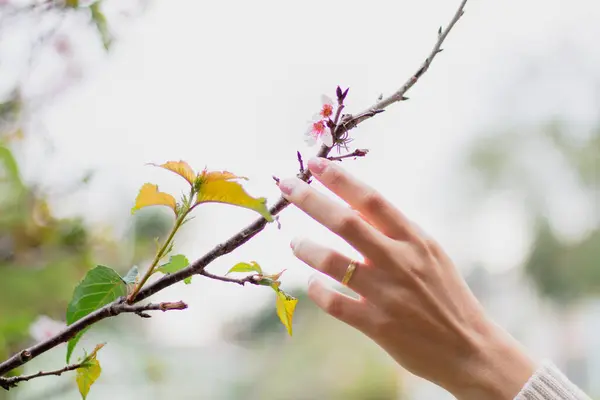 雌手触摸着盛开的樱花 天然春花组合 — 图库照片