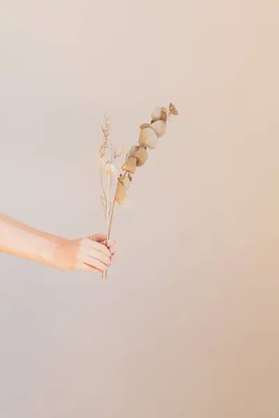 Jonge Vrouwelijke Hand Met Een Gedroogde Tak Van Eucalyptus — Stockfoto