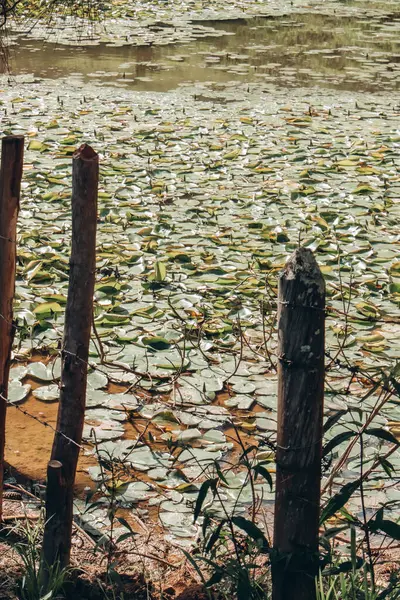 Seerosenblätter Auf Dem See Typische Brasilianische Landschaft — Stockfoto