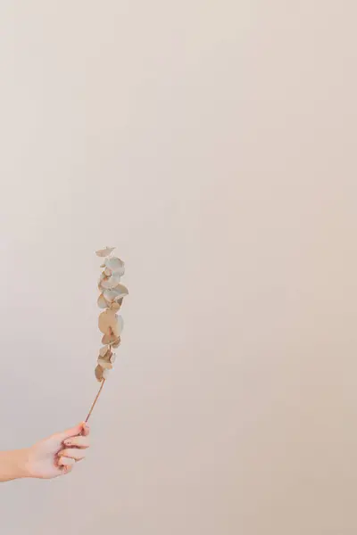 Jonge Vrouwelijke Hand Met Een Gedroogde Tak Van Eucalyptus — Stockfoto