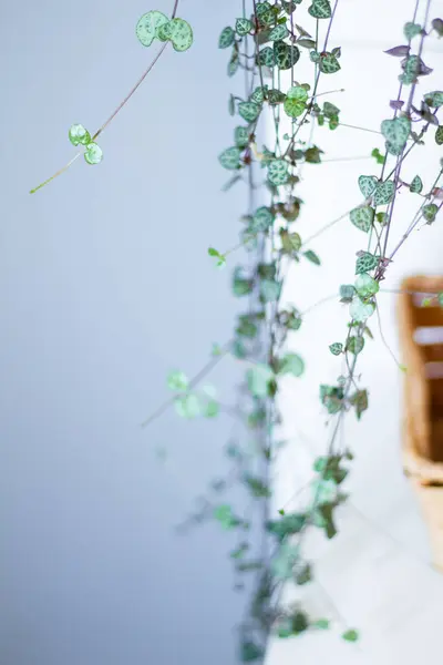 自宅でハート型の葉を吊るした緑のハウスプラント — ストック写真