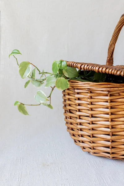 Braided basket with a plant inside on  white background.