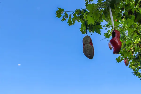 巴西Holambra的Klompen树 鞋带一双鞋 — 图库照片