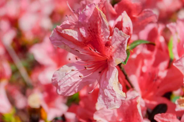 Pink Pretty Flowers Brazilian Spring — Stock Photo, Image