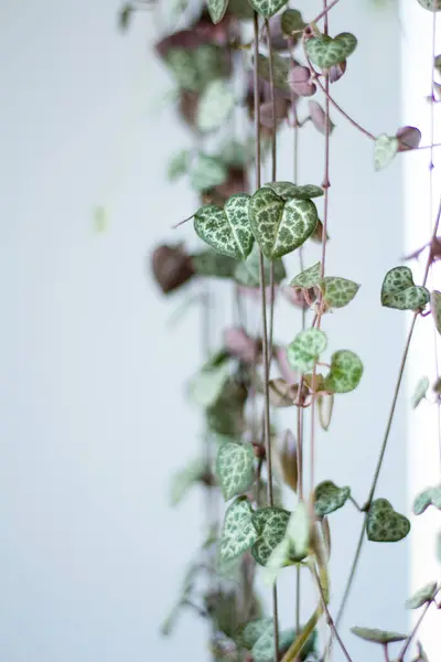 Green Houseplant Heart Shaped Foliage Hanging Home — Stock Photo, Image