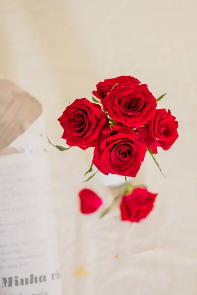 Rosa Rossa Sfondo Beige — Foto Stock