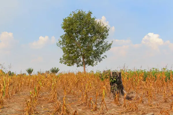 Corn Plantation Middle Amazon Boca Acre — Stock Photo, Image
