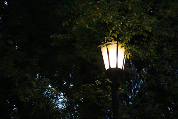 street lantern on the leaves at Night