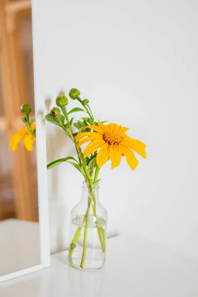 墨西哥向日葵在透明的花瓶白色背景 春季作文 — 图库照片