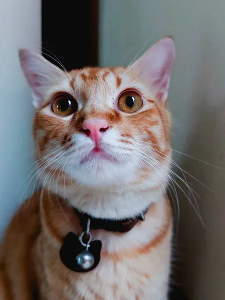 Portrait Orange Tabby Cat Looking Camera Wearing Brown Cat Collar — Zdjęcie stockowe