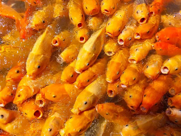 Orange fishes or Benigoi Koi (Japanese type of koi fish) gathering in the pond asking for food