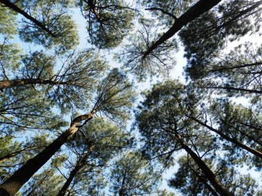 Endonezya 'daki çam ormanlarının düşük açılı fotoğrafları