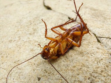 Kırık yolda ölen bir hamamböceğinin Macro fotoğrafı. 