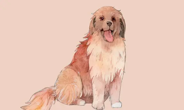 Leonberger Aquarell Porträtgemälde Zeigt Hundewelpen Isoliert Auf — Stockfoto