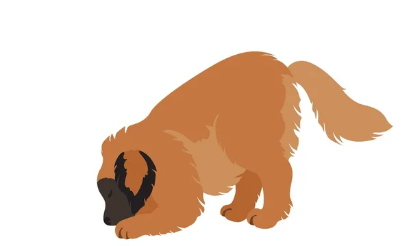 Leonberger Acquerello Ritratto Pittura Illustrato Cane Cucciolo Isolato — Foto Stock