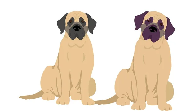 Αγγλικά Mastiff Σκυλί Καλή Χρήση Για Σύμβολο Μασκότ Εικονίδιο Avatar — Φωτογραφία Αρχείου