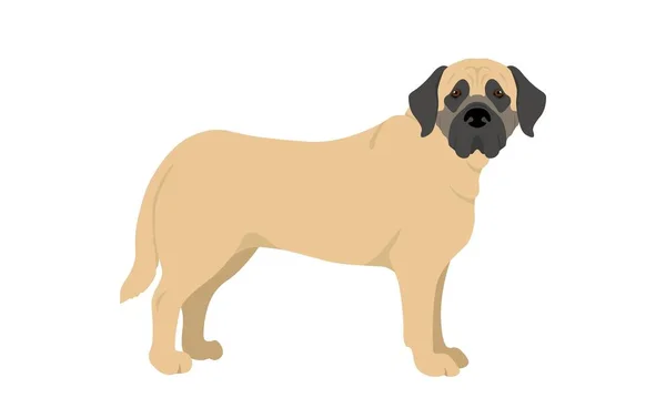英語のマスティフ犬 シンボル マスコット アイコン アバター タトゥー Tシャツのデザイン ロゴまたはあなたが望む任意のデザインのための良い使用 — ストック写真