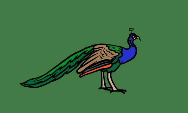 Pfauenvogel Auf Einem Hintergrund Aquarell Handzeichnung Realistische Zeichnung Illustration Für — Stockfoto